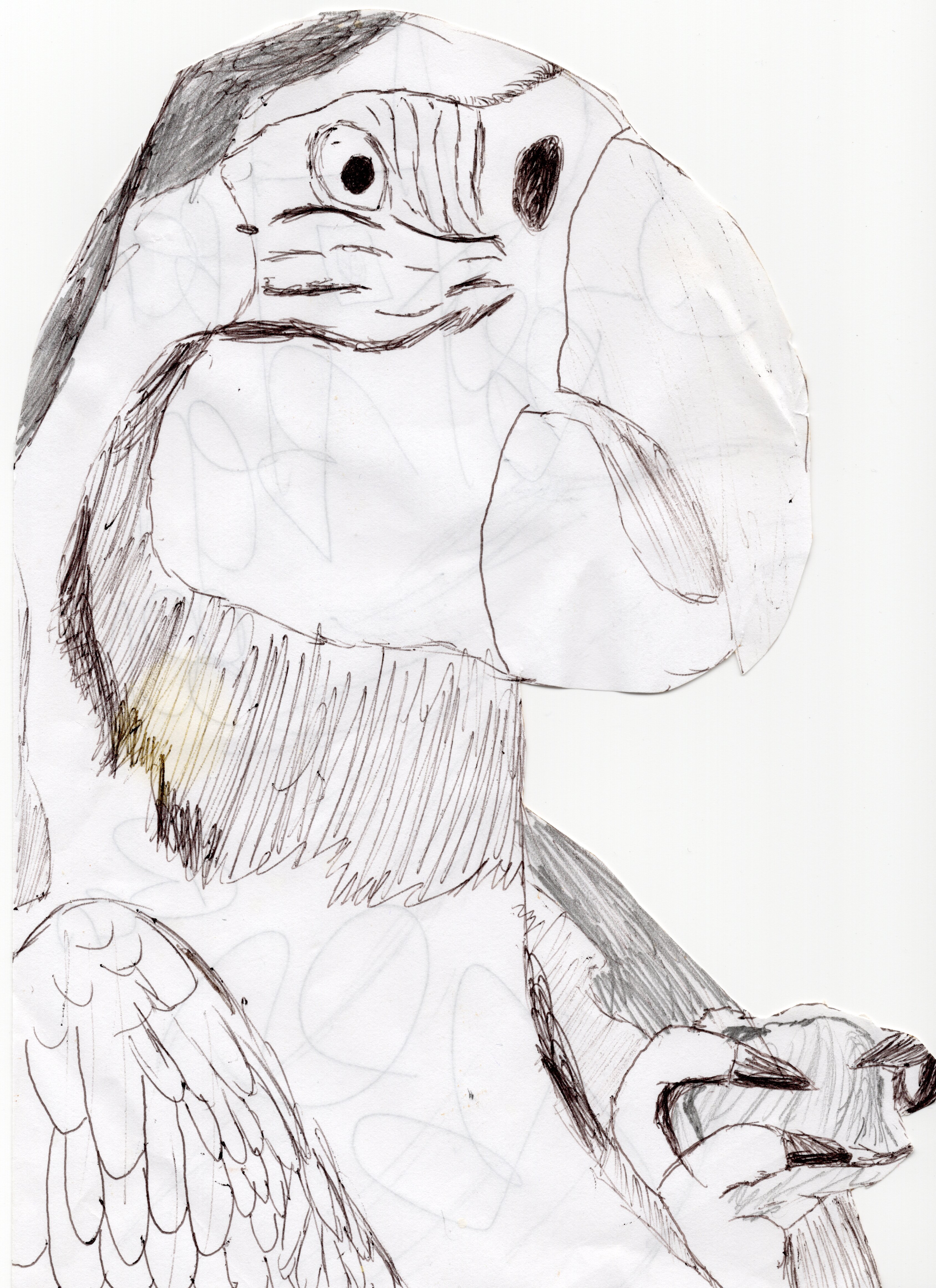 Scarlet macaw drawing