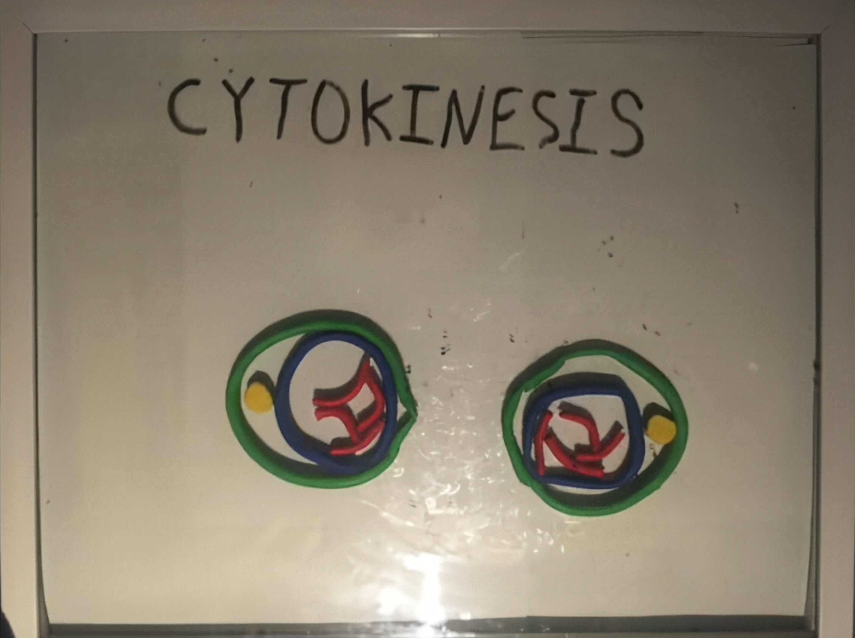Mitosis stop motion animation