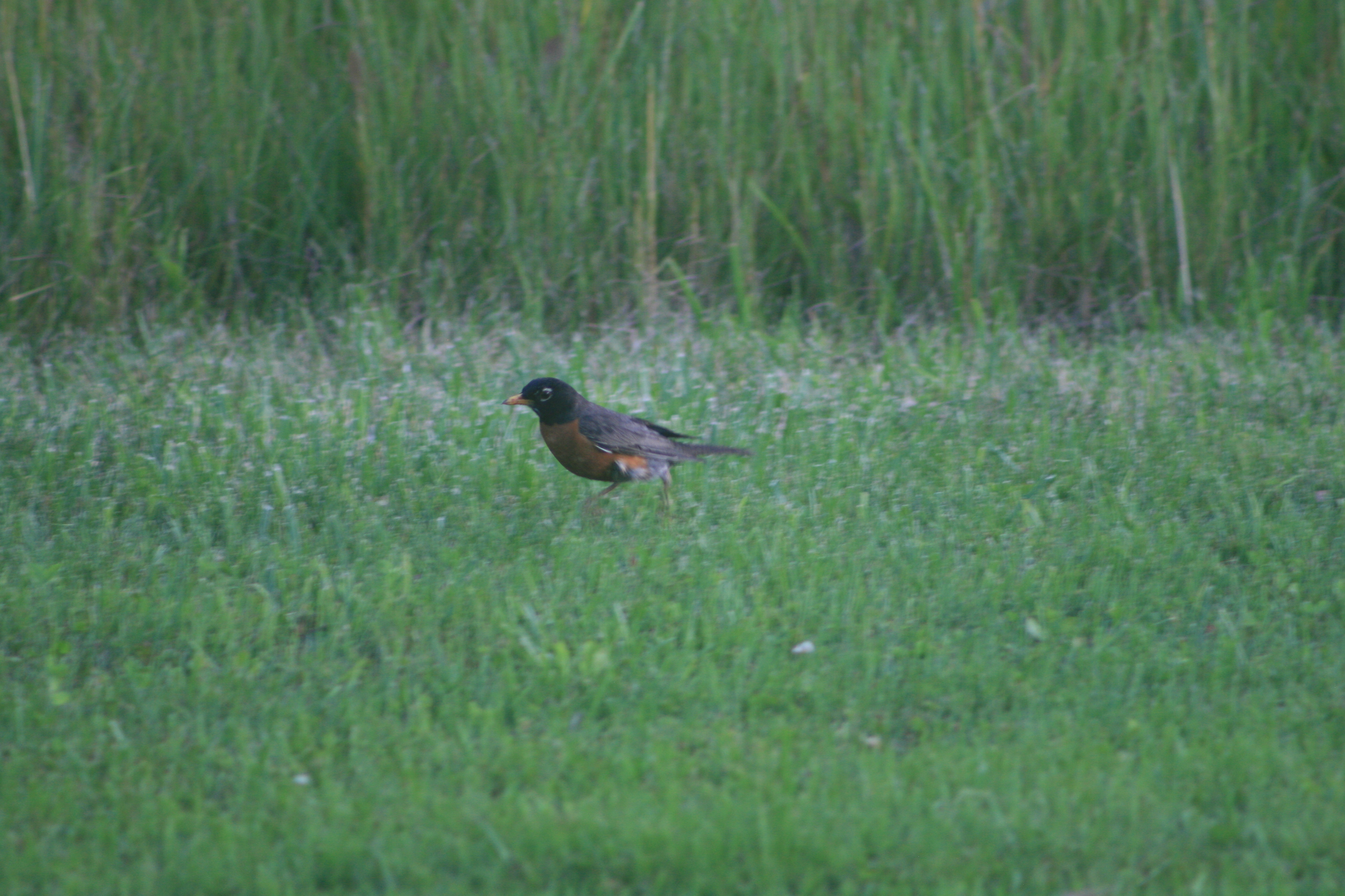 Adult American Robin foraging on grass