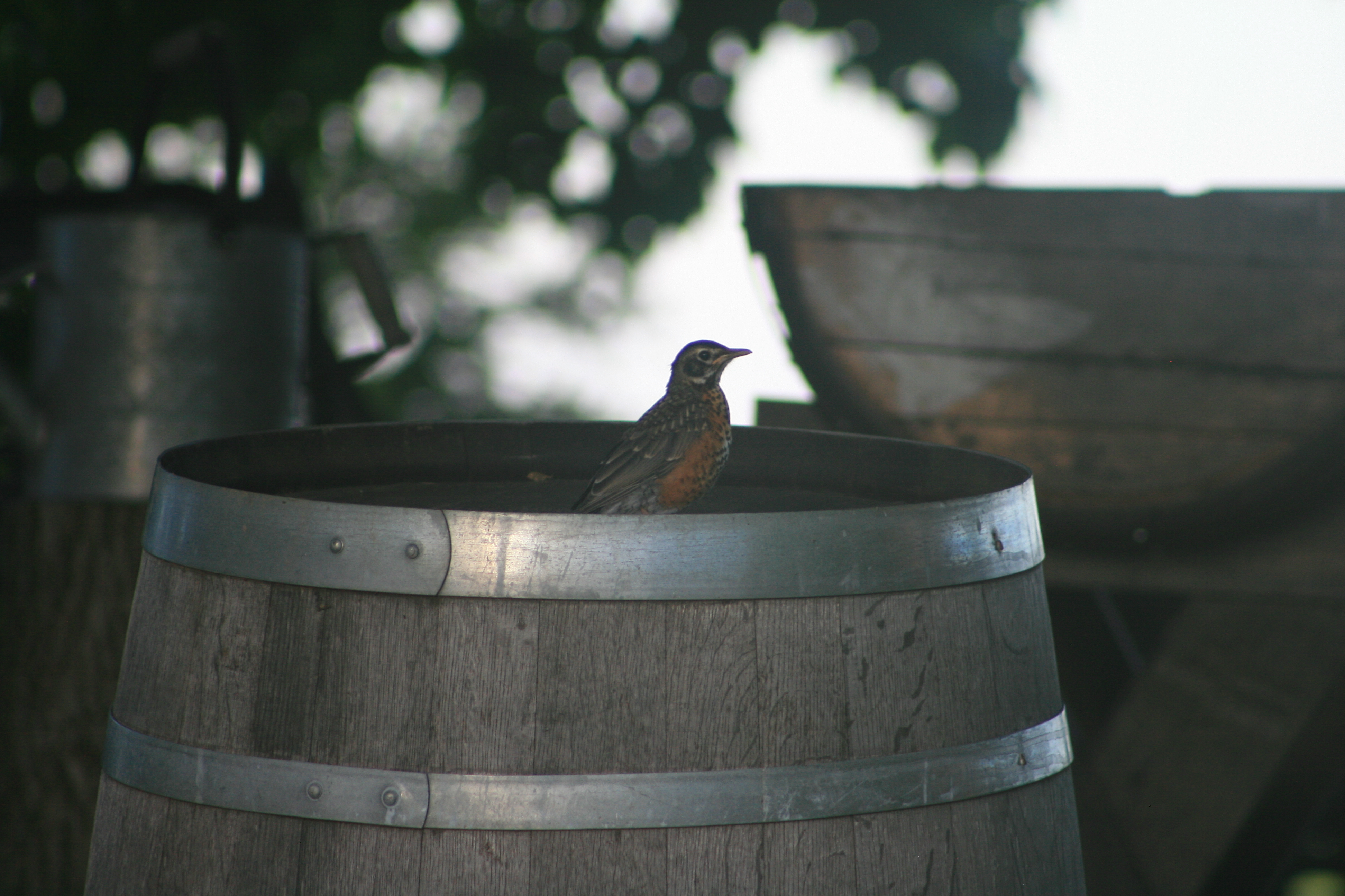 Juvenile American Robin perched on a wooden barrel