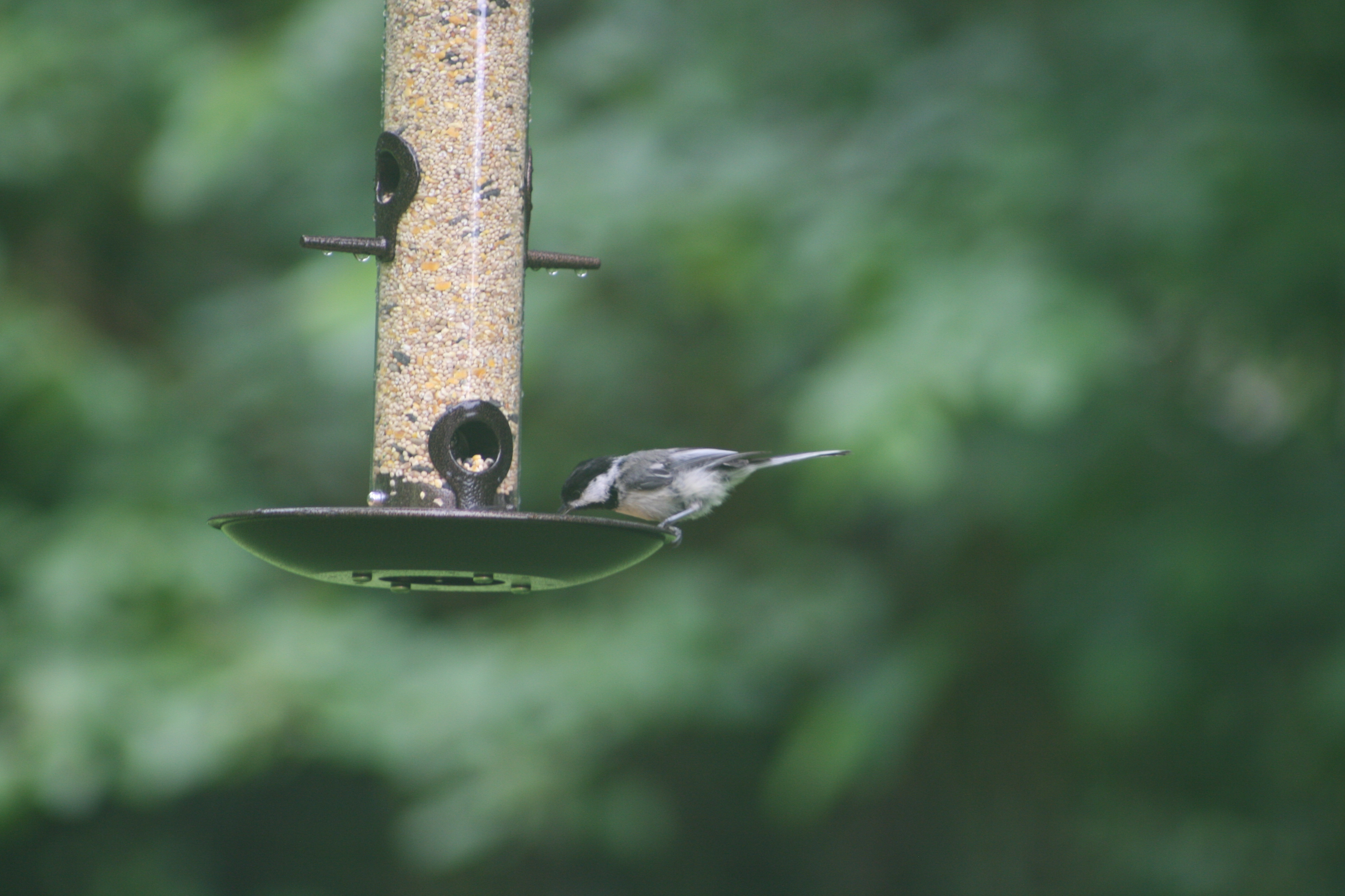 Black-capped Chickadee leaning over a feeder tray to grab a seed