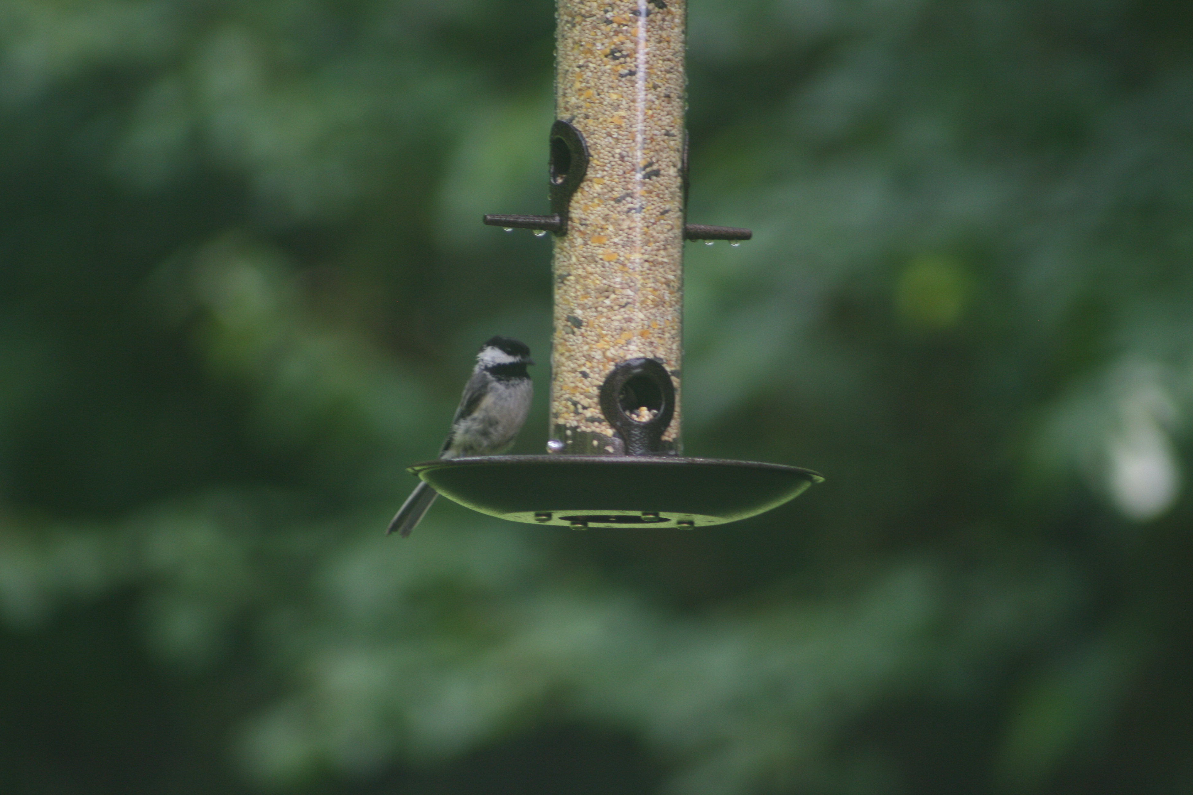 Black-capped Chickadee perched on the tray of a bird feeder