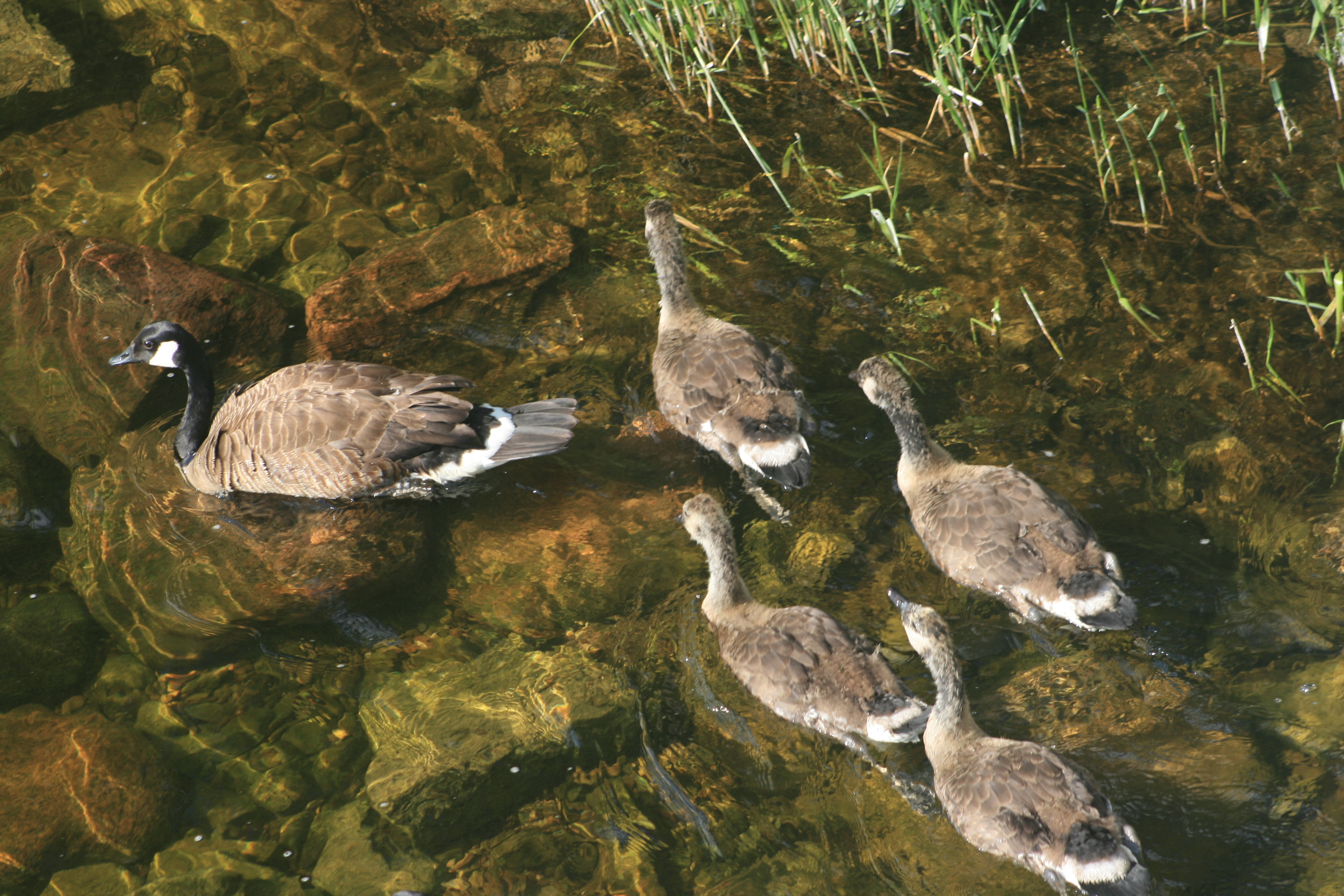 Canada Goose adult swimming with four goslings