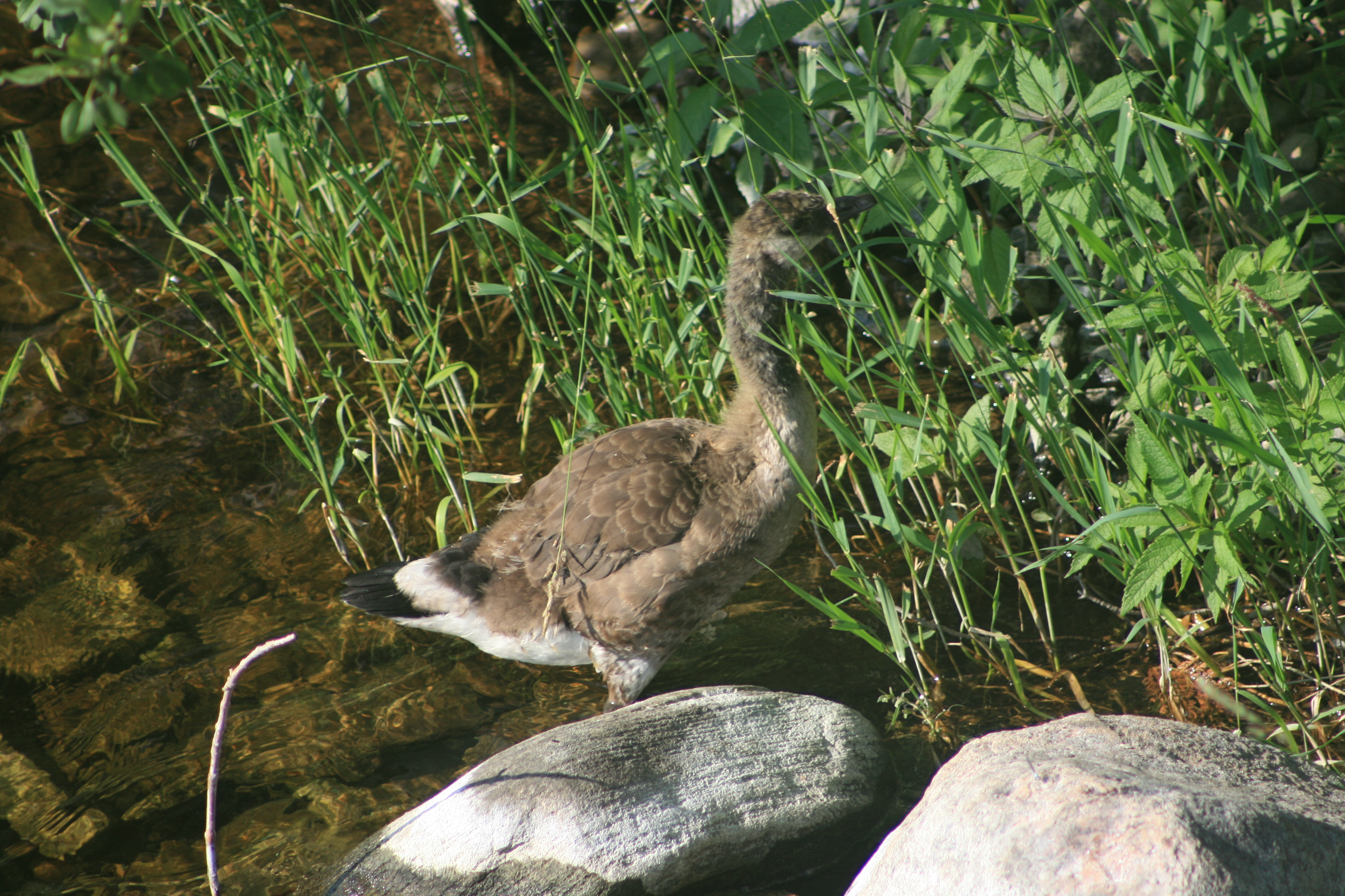 Canada Goose gosling at the water's edge