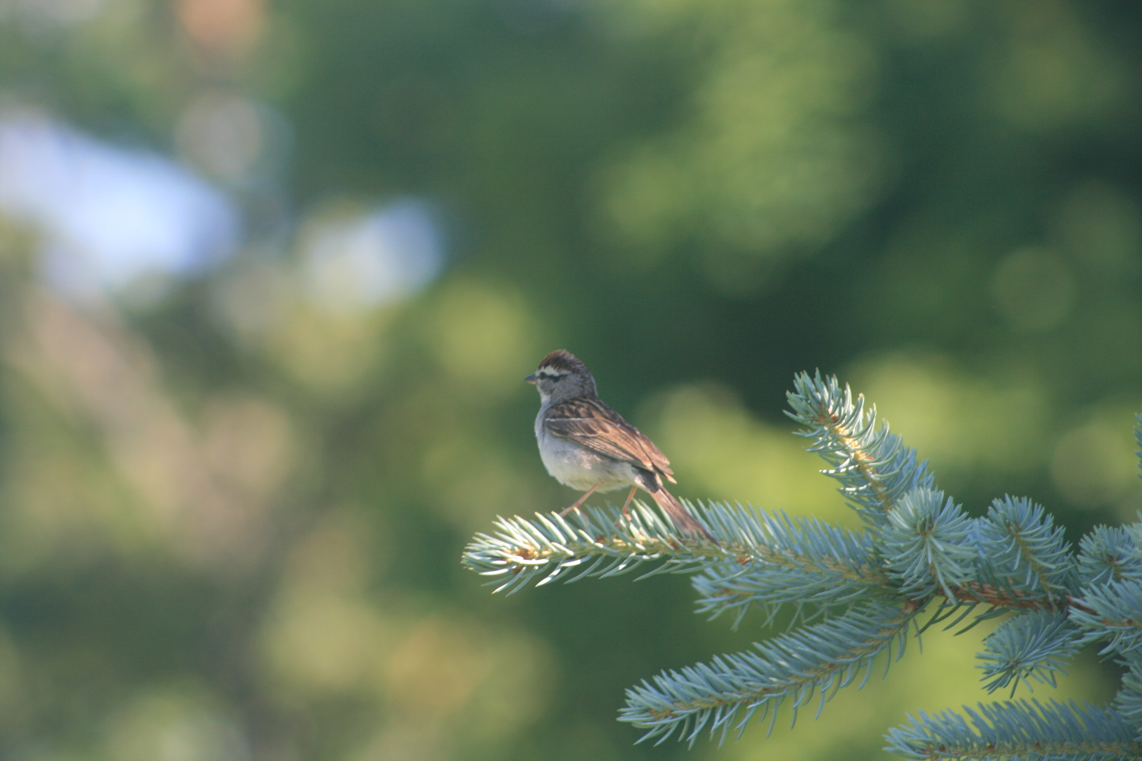 Chipping Sparrow perched on a blue spruce branch