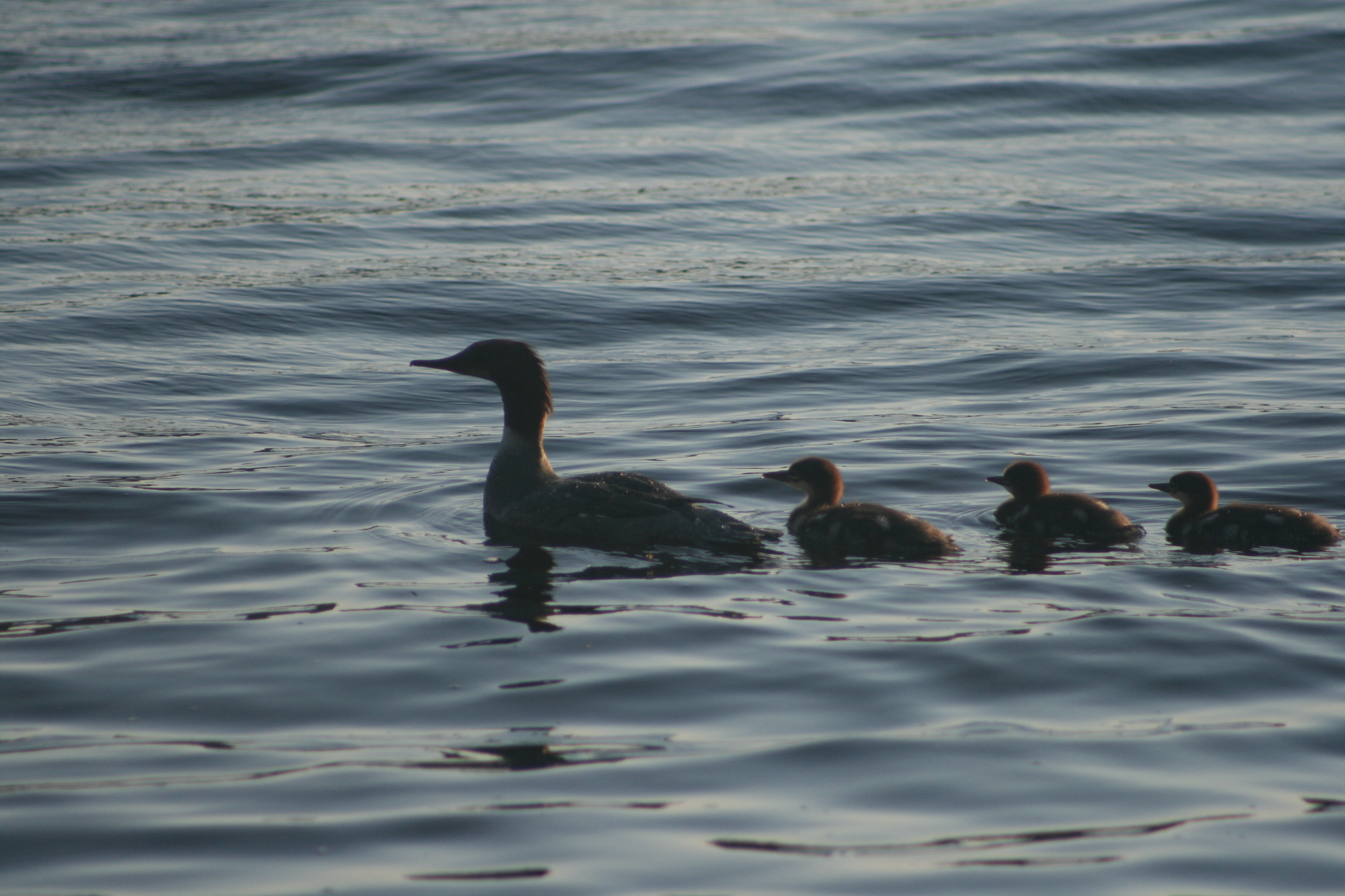 Female Common Merganser swimming with three ducklings