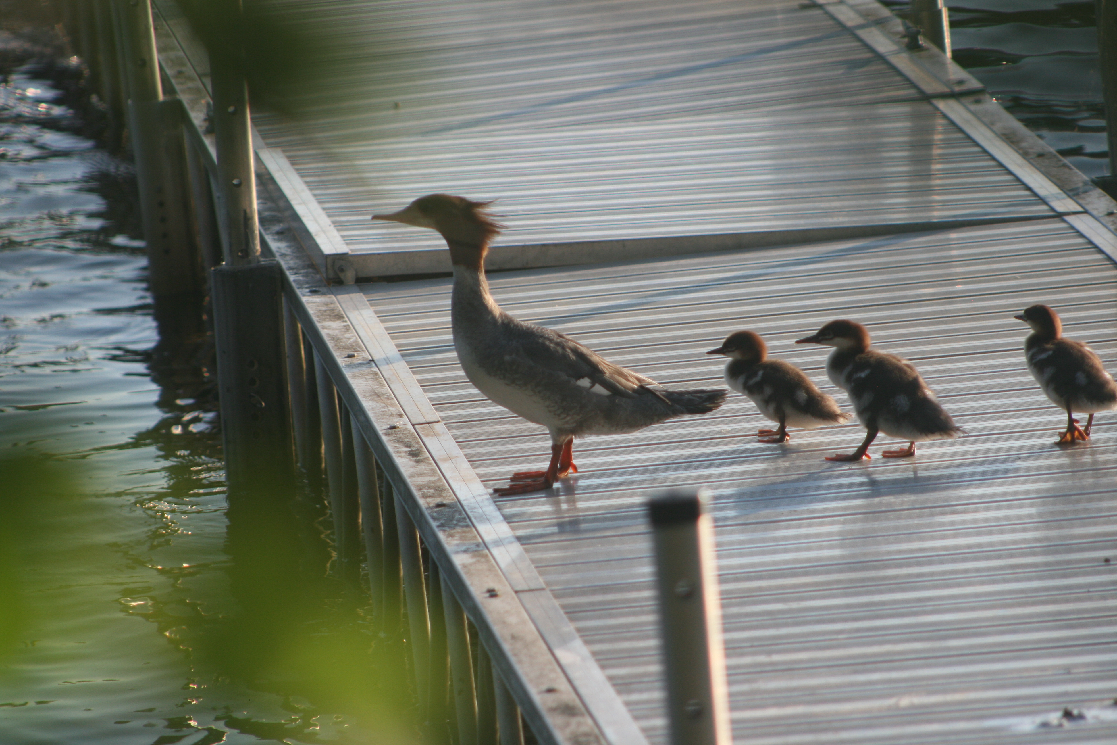 Female Common Merganser leading ducklings along a dock