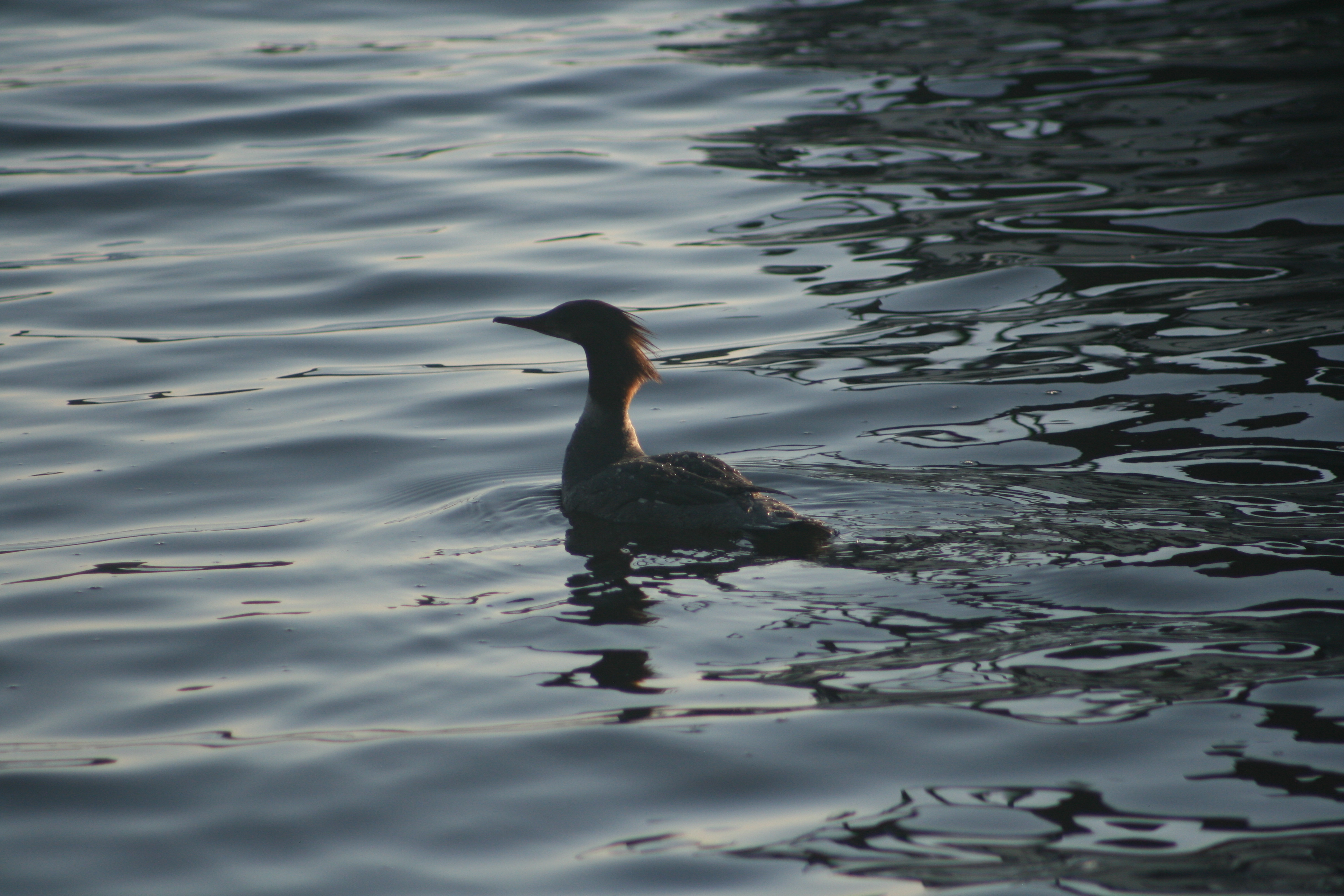 Female Common Merganser swimming