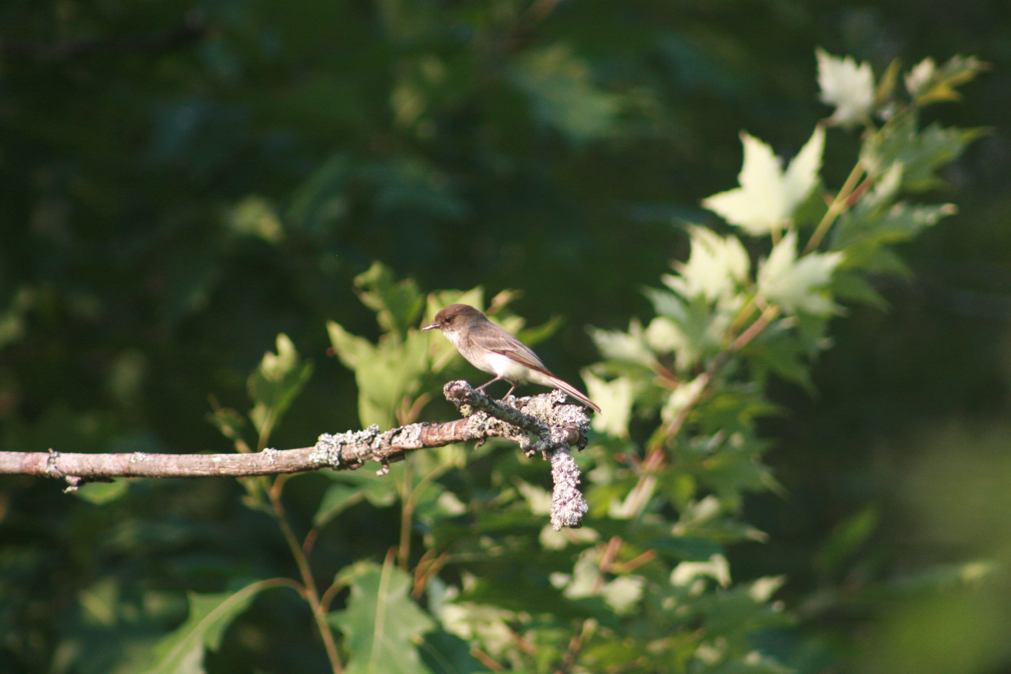 Eastern Phoebe perched on a lichen-covered branch