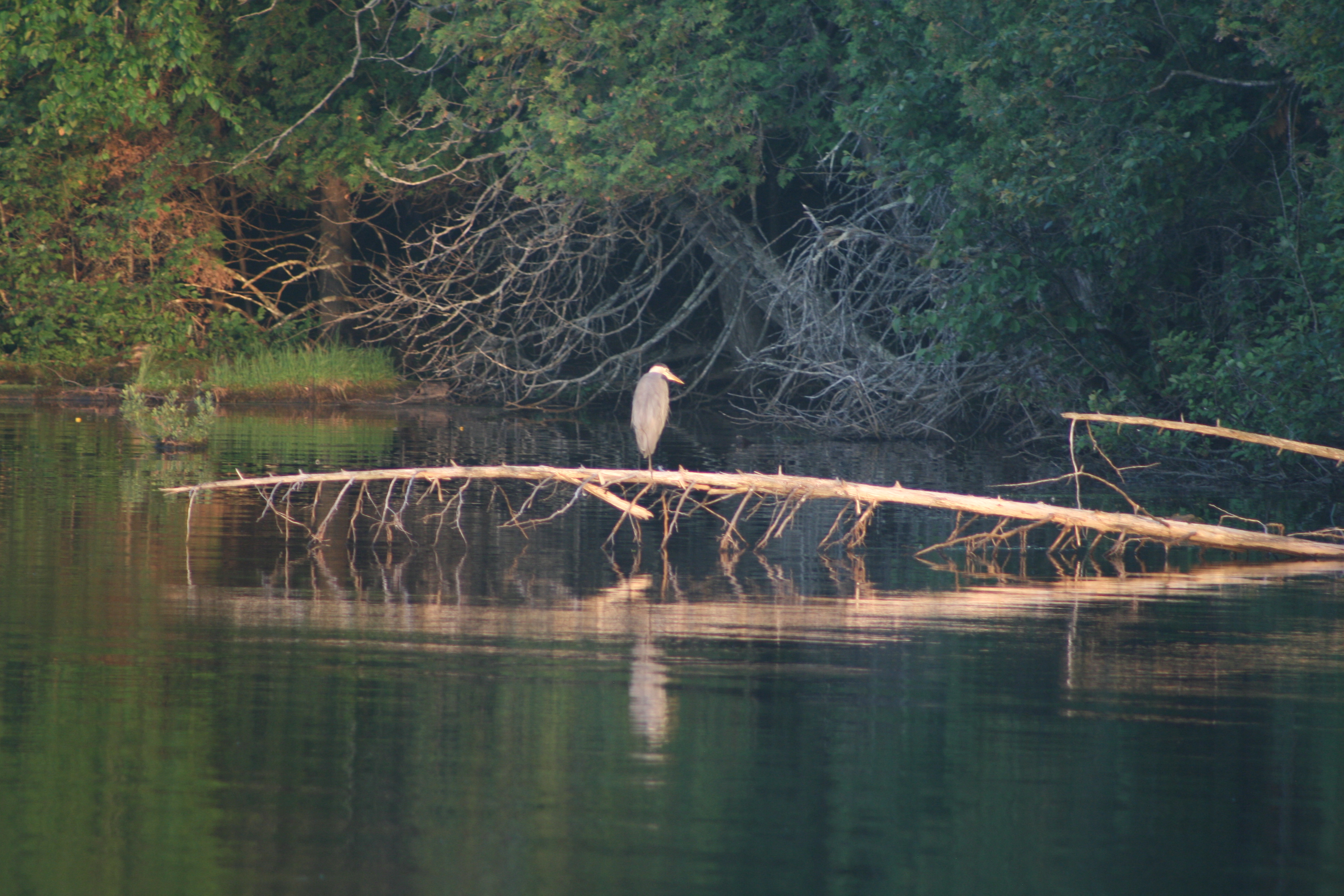Great Blue Heron perched on a fallen log over the water