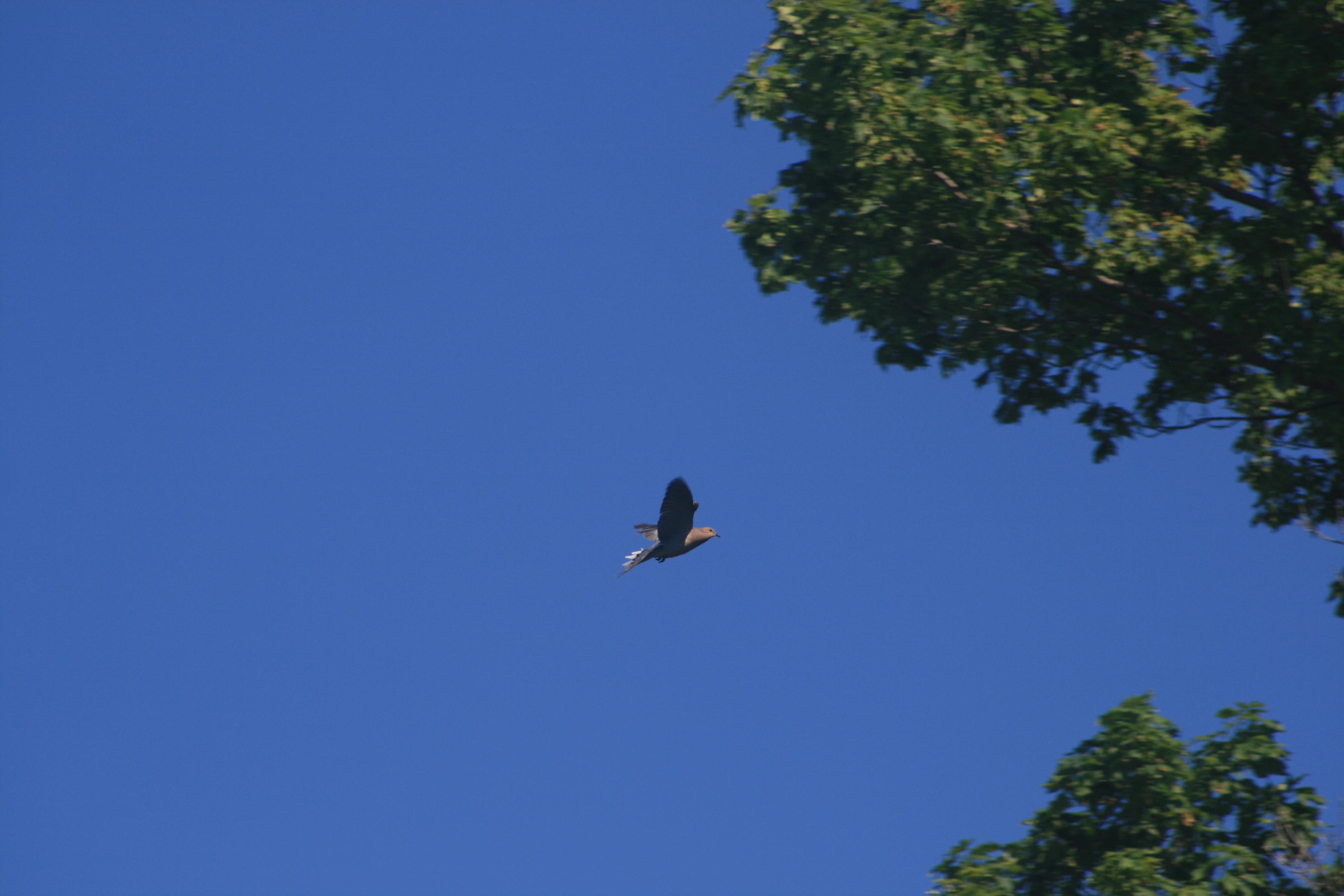 Mourning Dove in flight against a blue sky