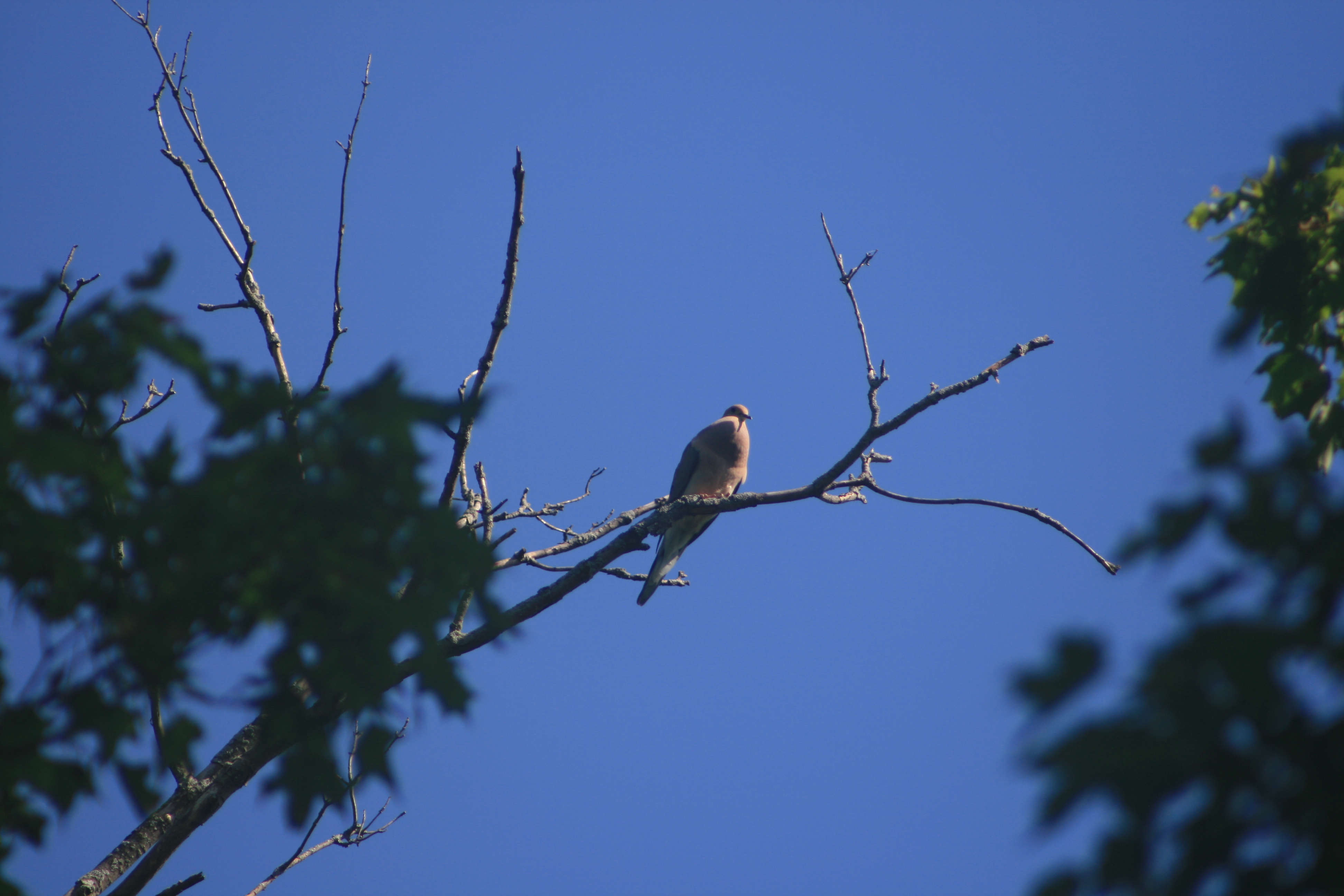 Mourning Dove perched on a bare branch against the sky