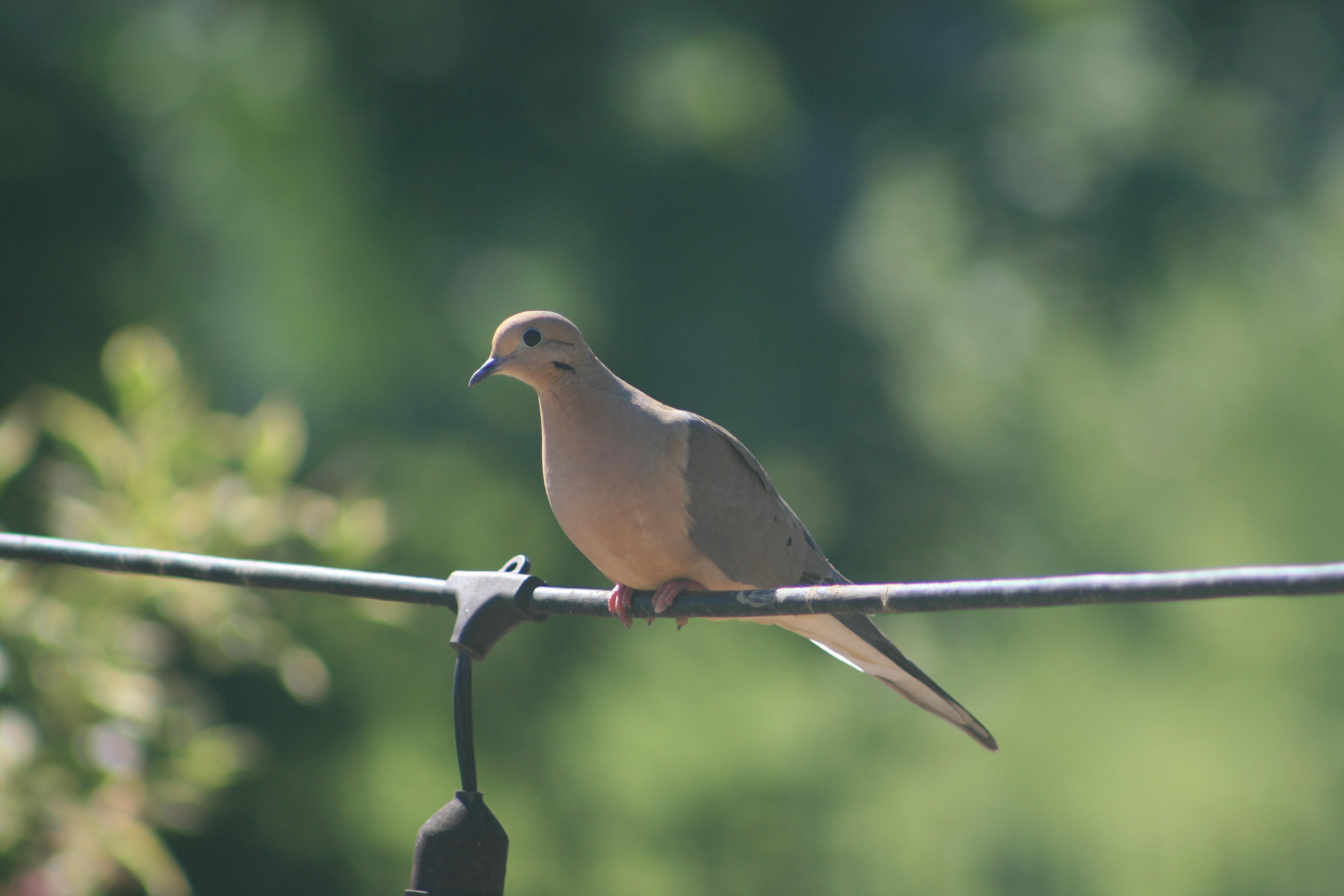 Mourning Dove perched on a wire