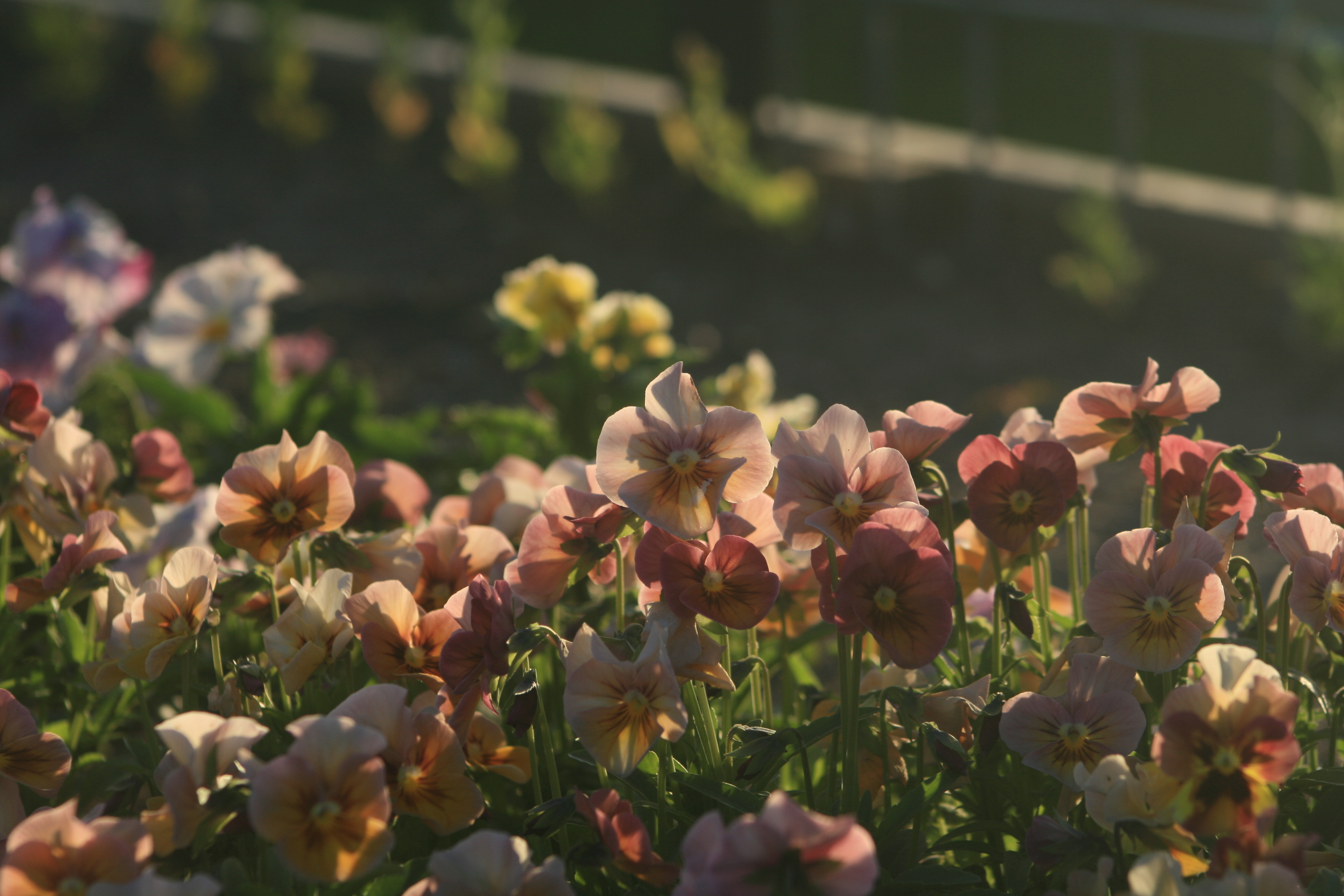 A bed of pansies in warm evening light